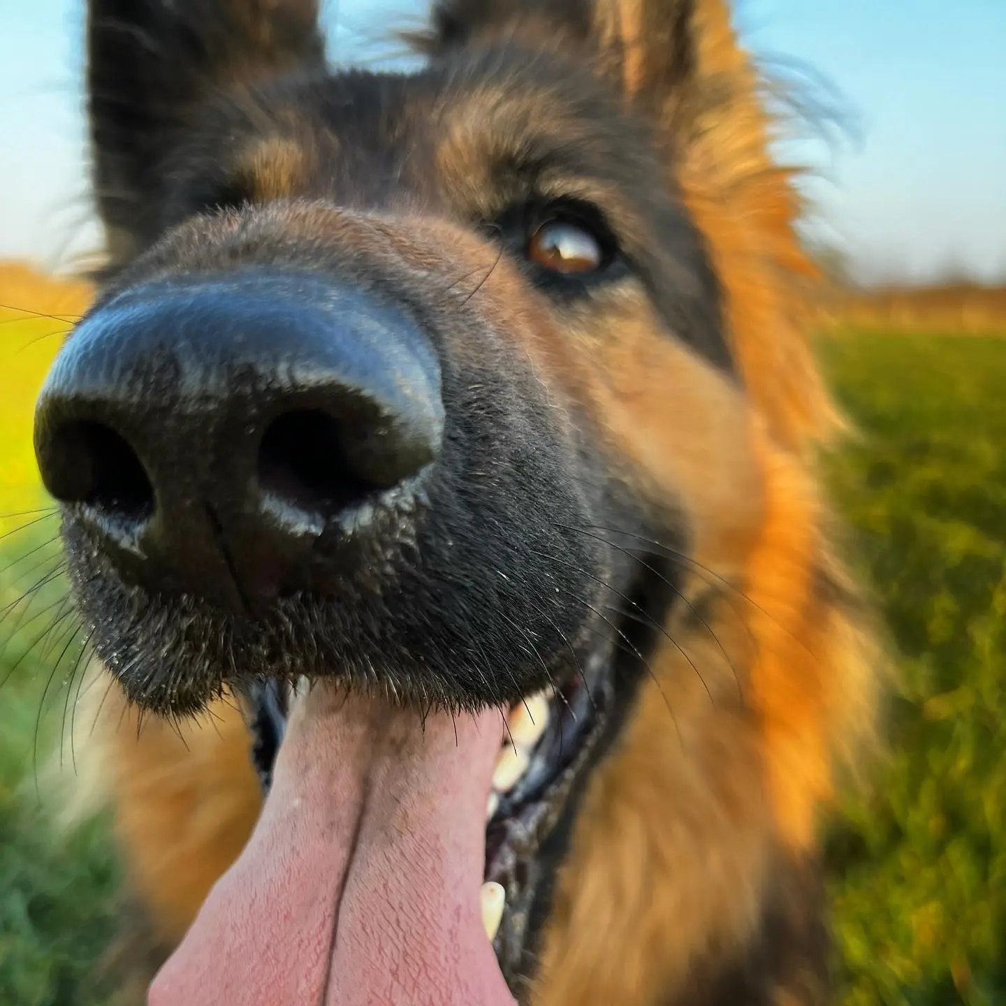 Foto van Nova