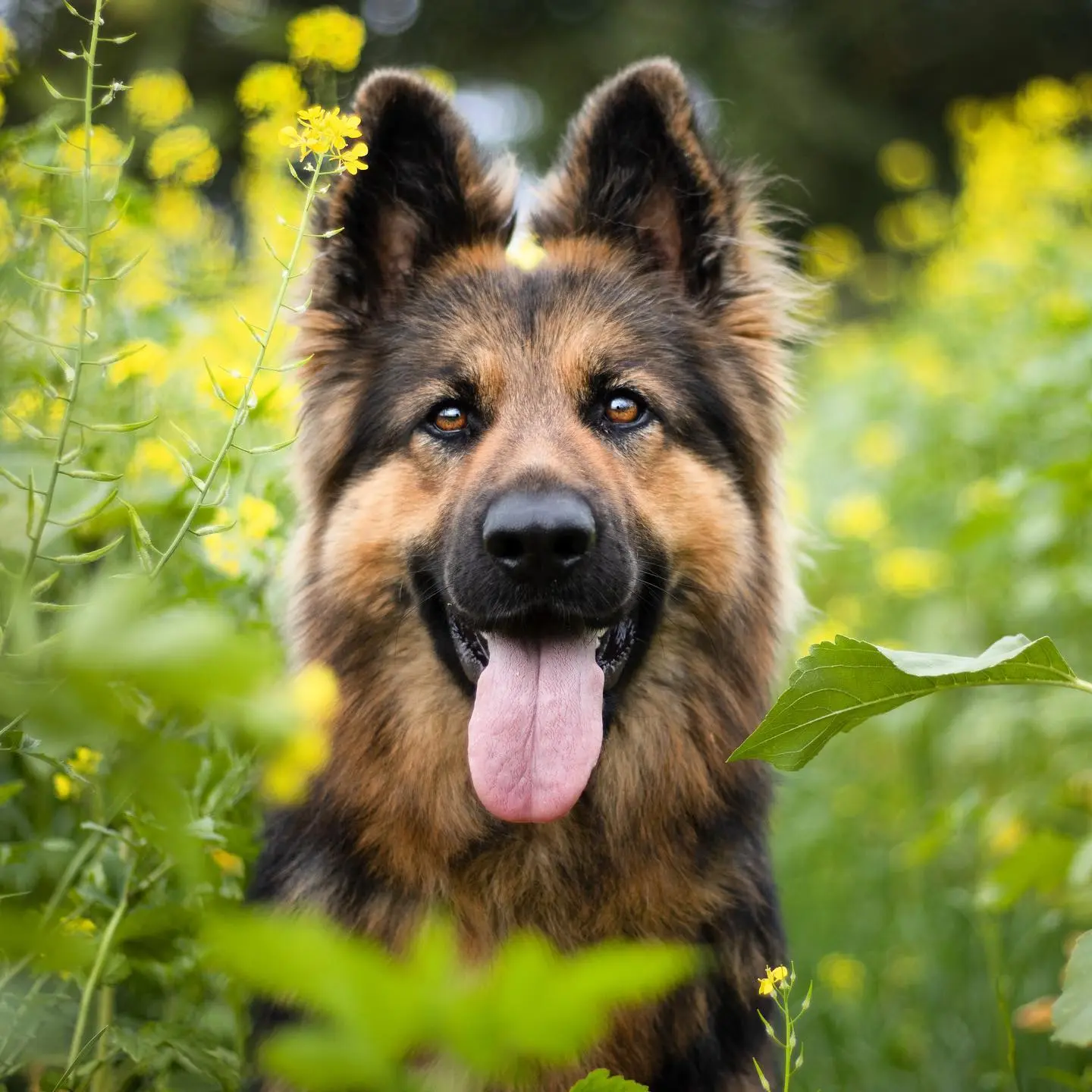 Foto van Nova